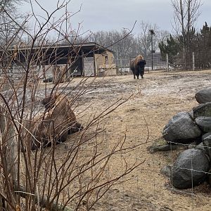 American Bison (3/17/22)