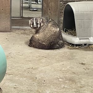 American Badger (3/17/22)