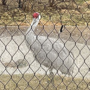 Sandhill Crane (3/17/22)