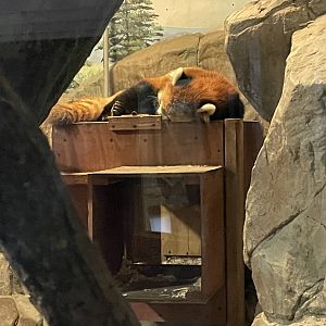 Red Panda (3/17/22)