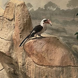 Von der Decken's Hornbill (3/17/22)