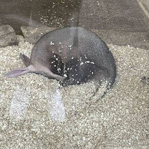 Aardvark (3/17/22)