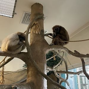 Lar Gibbons (3/17/22)