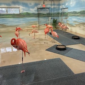 Flamingo Indoor Exhibit (3/17/22)