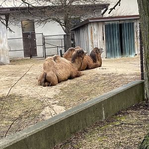Bactrian Camels (3/17/22)