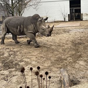 Southern White Rhino (3/17/22)