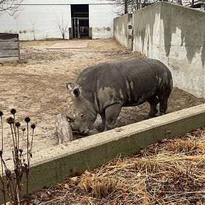 Southern White Rhino (3/17/22)