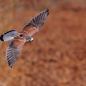 Common Kestrel / 18-3-22 / Noah's Ark Zoo Bristol