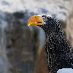 Steller's Sea Eagle / 18-3-22 / Noah's Ark Zoo Bristol