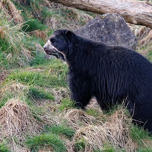 Spectacled Bear - Rasu / 18-3-22 / Noah's Ark Zoo Bristol