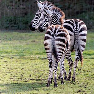 Grant's Zebras / 18-3-22 / Noah's Ark Zoo Bristol