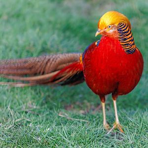 Golden Pheasant / 18-3-22 / Noah's Ark Zoo Bristol