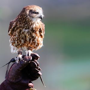 Boobook Owl / 18-3-22 / Noah's Ark Zoo Bristol