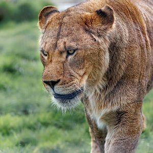 African Lioness / 18-3-22 / Noah's Ark Zoo Bristol