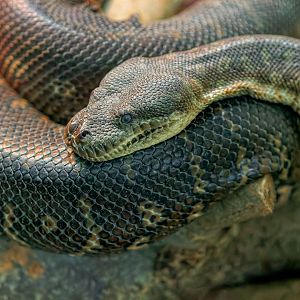 Bredyl's Python / 18-3-22 / Noah's Ark Zoo Bristol