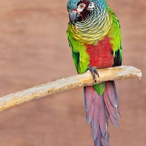 Venezuelan parakeet (Emma's Conure) / 18-3-22 / Noah's Ark Zoo Bristol