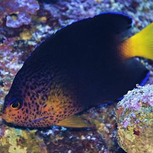 Blue Mauritius angelfish (Centropyge debelius)