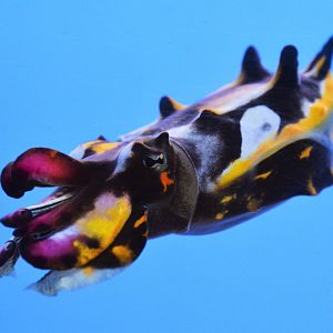 Flamboyant cuttlefish (Metasepia pfefferi)
