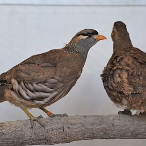 See-see partridge (Ammoperdix griseogularis)