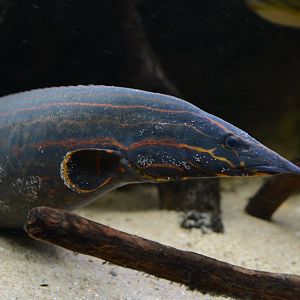 Fire eel (Mastacembelus erythrotaenia)
