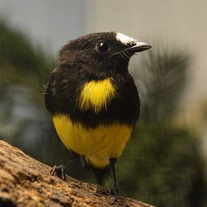 White-fronted manakin (Lepidothrix serena)