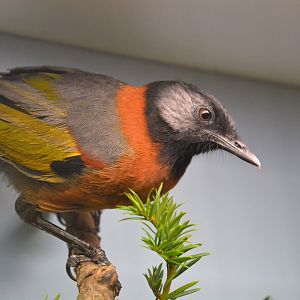 Collared laughingthrush (Trochalopteron yersini)