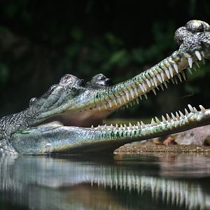 Indian Gharial (Gavialis gangeticus)