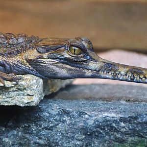 Juvenile Sunda Gharial (Tomistoma schlegelii)