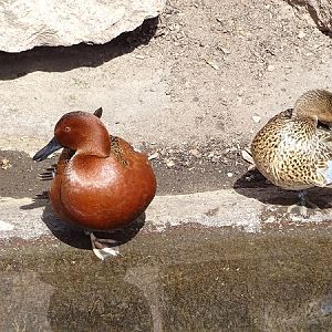 Cinnamon teal (Spatula cyanoptera) (04/22)