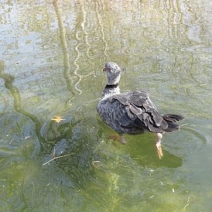 Swimming Southern screamer (Chauna torquata) (04/22)