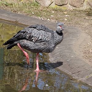 Southern screamer (Chauna torquata) (04/22)