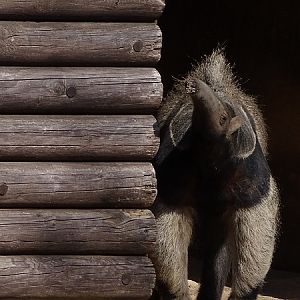 Giant anteater (Myrmecophaga tridactyla) (04/22)