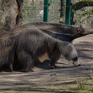 Giant anteater (Myrmecophaga tridactyla) (04/22)