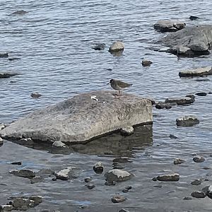 Common redshank? ID needed