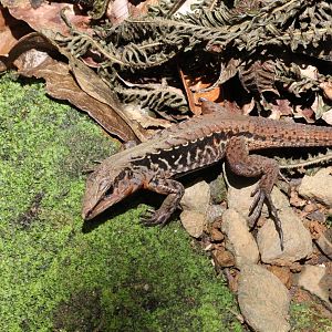 Central American Whiptail