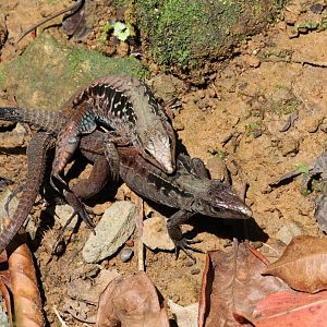 Central American Whiptail