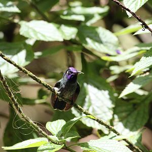 Violet-headed Hummingbird