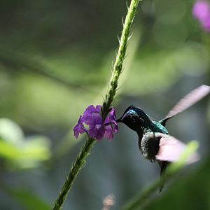 Violet-headed Hummingbird