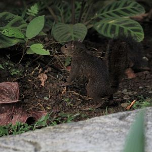 Alfaro's Pygmy Squirrel
