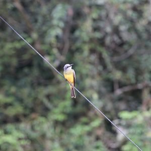 Tropical Kingbird