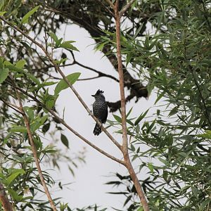 Barred Antshrike (Male)