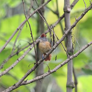 Barred Antshrike (Female)