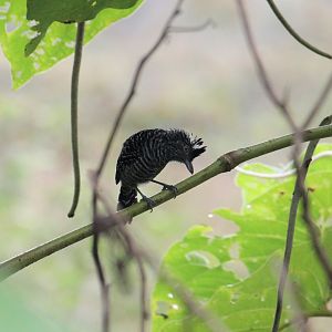 Barred Antshrike (Male)