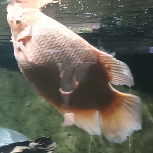 Giant Gourami