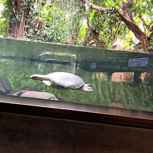 Freshwater Giants Tank