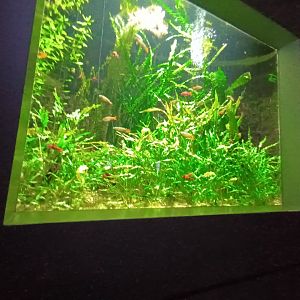 Small Asian Fish Tank