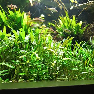 Small Asian Fish Tank Nr.2