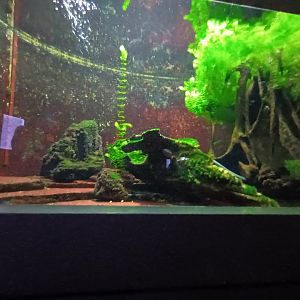 Leopard Pleco and Electric Eel Tank