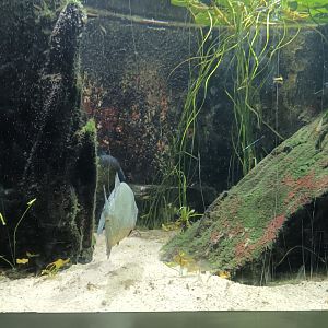 Piranah and Tetra Tank
