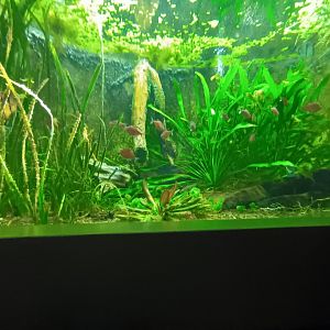 South American Fishes Tank